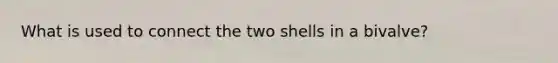 What is used to connect the two shells in a bivalve?