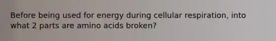 Before being used for energy during cellular respiration, into what 2 parts are amino acids broken?