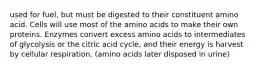 used for fuel, but must be digested to their constituent amino acid. Cells will use most of the amino acids to make their own proteins. Enzymes convert excess amino acids to intermediates of glycolysis or the citric acid cycle, and their energy is harvest by cellular respiration. (amino acids later disposed in urine)