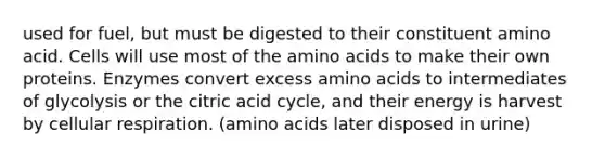 used for fuel, but must be digested to their constituent amino acid. Cells will use most of the <a href='https://www.questionai.com/knowledge/k9gb720LCl-amino-acids' class='anchor-knowledge'>amino acids</a> to make their own proteins. Enzymes convert excess amino acids to intermediates of glycolysis or the citric acid cycle, and their energy is harvest by <a href='https://www.questionai.com/knowledge/k1IqNYBAJw-cellular-respiration' class='anchor-knowledge'>cellular respiration</a>. (amino acids later disposed in urine)