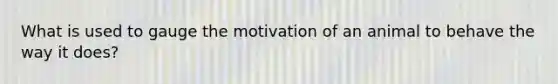 What is used to gauge the motivation of an animal to behave the way it does?