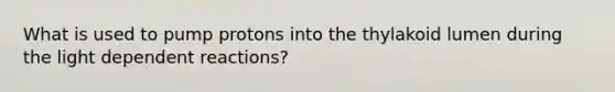 What is used to pump protons into the thylakoid lumen during the light dependent reactions?