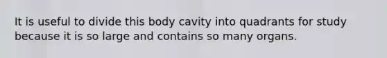 It is useful to divide this body cavity into quadrants for study because it is so large and contains so many organs.