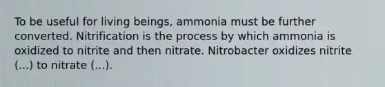 To be useful for living beings, ammonia must be further converted. Nitrification is the process by which ammonia is oxidized to nitrite and then nitrate. Nitrobacter oxidizes nitrite (...) to nitrate (...).