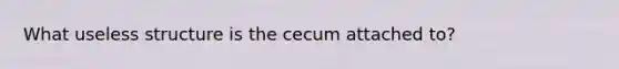 What useless structure is the cecum attached to?