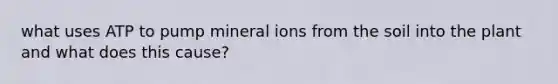 what uses ATP to pump mineral ions from the soil into the plant and what does this cause?