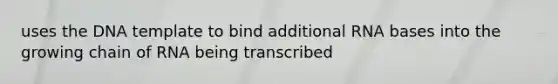 uses the DNA template to bind additional RNA bases into the growing chain of RNA being transcribed