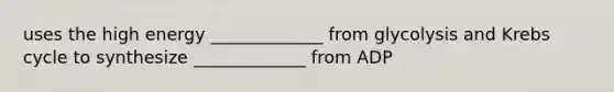 uses the high energy _____________ from glycolysis and Krebs cycle to synthesize _____________ from ADP