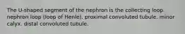 The U-shaped segment of the nephron is the collecting loop. nephron loop (loop of Henle). proximal convoluted tubule. minor calyx. distal convoluted tubule.