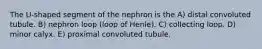 The U-shaped segment of the nephron is the A) distal convoluted tubule. B) nephron loop (loop of Henle). C) collecting loop. D) minor calyx. E) proximal convoluted tubule.