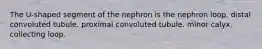 The U-shaped segment of the nephron is the nephron loop. distal convoluted tubule. proximal convoluted tubule. minor calyx. collecting loop.