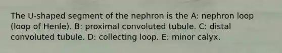 The U-shaped segment of the nephron is the A: nephron loop (loop of Henle). B: proximal convoluted tubule. C: distal convoluted tubule. D: collecting loop. E: minor calyx.