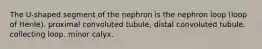 The U-shaped segment of the nephron is the nephron loop (loop of Henle). proximal convoluted tubule. distal convoluted tubule. collecting loop. minor calyx.