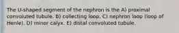 The U-shaped segment of the nephron is the A) proximal convoluted tubule. B) collecting loop. C) nephron loop (loop of Henle). D) minor calyx. E) distal convoluted tubule.