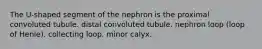 The U-shaped segment of the nephron is the proximal convoluted tubule. distal convoluted tubule. nephron loop (loop of Henle). collecting loop. minor calyx.