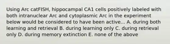 Using Arc catFISH, hippocampal CA1 cells positively labeled with both intranuclear Arc and cytoplasmic Arc in the experiment below would be considered to have been active... A. during both learning and retrieval B. during learning only C. during retrieval only D. during memory extinction E. none of the above