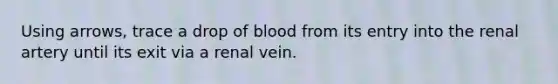 Using arrows, trace a drop of blood from its entry into the renal artery until its exit via a renal vein.