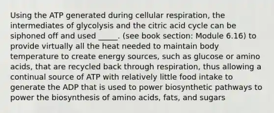 Using the ATP generated during cellular respiration, the intermediates of glycolysis and the citric acid cycle can be siphoned off and used _____. (see book section: Module 6.16) to provide virtually all the heat needed to maintain body temperature to create energy sources, such as glucose or amino acids, that are recycled back through respiration, thus allowing a continual source of ATP with relatively little food intake to generate the ADP that is used to power biosynthetic pathways to power the biosynthesis of amino acids, fats, and sugars