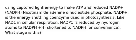 using captured light energy to make ATP and reduced NADP+ (NADPH) Nicotinamide adenine dinucleotide phosphate, NADP+, is the energy-shuttling coenzyme used in photosynthesis. Like NAD1 in cellular respiration, NADP1 is reduced by hydrogen atoms to NADPH +H (shortened to NADPH for convenience). What stage is this?