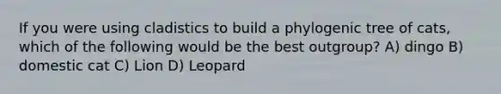 If you were using cladistics to build a phylogenic tree of cats, which of the following would be the best outgroup? A) dingo B) domestic cat C) Lion D) Leopard