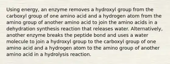 Using energy, an enzyme removes a hydroxyl group from the carboxyl group of one amino acid and a hydrogen atom from the amino group of another amino acid to join the amino acids in a dehydration synthesis reaction that releases water. Alternatively, another enzyme breaks the peptide bond and uses a water molecule to join a hydroxyl group to the carboxyl group of one amino acid and a hydrogen atom to the amino group of another amino acid in a hydrolysis reaction.