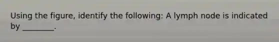 Using the figure, identify the following: A lymph node is indicated by ________.