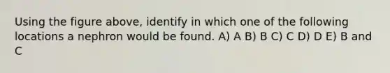 Using the figure above, identify in which one of the following locations a nephron would be found. A) A B) B C) C D) D E) B and C