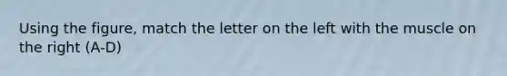 Using the figure, match the letter on the left with the muscle on the right (A-D)