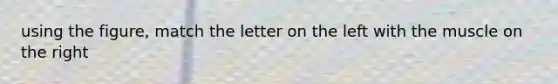 using the figure, match the letter on the left with the muscle on the right