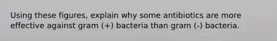 Using these figures, explain why some antibiotics are more effective against gram (+) bacteria than gram (-) bacteria.