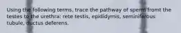 Using the following terms, trace the pathway of sperm fromt the testes to the urethra: rete testis, epididymis, seminiferous tubule, ductus deferens.