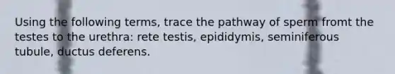 Using the following terms, trace the pathway of sperm fromt the testes to the urethra: rete testis, epididymis, seminiferous tubule, ductus deferens.