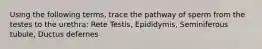 Using the following terms, trace the pathway of sperm from the testes to the urethra: Rete Testis, Epididymis, Seminiferous tubule, Ductus defernes