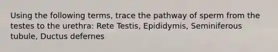 Using the following terms, trace the pathway of sperm from the testes to the urethra: Rete Testis, Epididymis, Seminiferous tubule, Ductus defernes