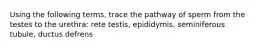 Using the following terms, trace the pathway of sperm from the testes to the urethra: rete testis, epididymis, seminiferous tubule, ductus defrens