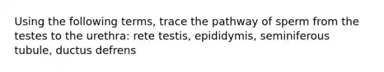 Using the following terms, trace the pathway of sperm from the testes to the urethra: rete testis, epididymis, seminiferous tubule, ductus defrens