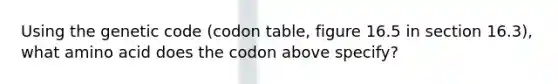 Using the genetic code (codon table, figure 16.5 in section 16.3), what amino acid does the codon above specify?