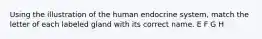 Using the illustration of the human endocrine system, match the letter of each labeled gland with its correct name. E F G H