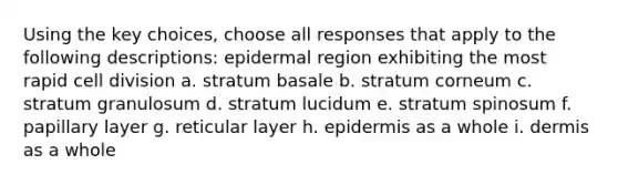 Using the key choices, choose all responses that apply to the following descriptions: epidermal region exhibiting the most rapid cell division a. stratum basale b. stratum corneum c. stratum granulosum d. stratum lucidum e. stratum spinosum f. papillary layer g. reticular layer h. epidermis as a whole i. dermis as a whole