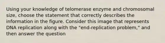 Using your knowledge of telomerase enzyme and chromosomal size, choose the statement that correctly describes the information in the figure. Consider this image that represents DNA replication along with the "end-replication problem," and then answer the question