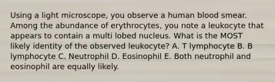 Using a light microscope, you observe a human blood smear. Among the abundance of erythrocytes, you note a leukocyte that appears to contain a multi lobed nucleus. What is the MOST likely identity of the observed leukocyte? A. T lymphocyte B. B lymphocyte C. Neutrophil D. Eosinophil E. Both neutrophil and eosinophil are equally likely.