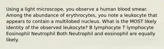 Using a light microscope, you observe a human blood smear. Among the abundance of erythrocytes, you note a leukocyte that appears to contain a multilobed nucleus. What is the MOST likely identity of the observed leukocyte? B lymphocyte T lymphocyte Eosinophil Neutrophil Both Neutrophil and eosinophil are equally likely.