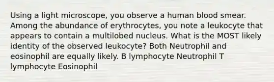 Using a light microscope, you observe a human blood smear. Among the abundance of erythrocytes, you note a leukocyte that appears to contain a multilobed nucleus. What is the MOST likely identity of the observed leukocyte? Both Neutrophil and eosinophil are equally likely. B lymphocyte Neutrophil T lymphocyte Eosinophil