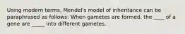 Using modern terms, Mendel's model of inheritance can be paraphrased as follows: When gametes are formed, the ____ of a gene are _____ into different gametes.