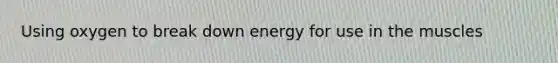 Using oxygen to break down energy for use in the muscles