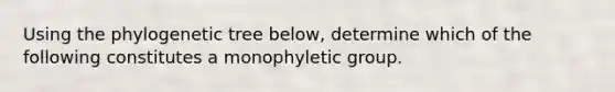 Using the phylogenetic tree below, determine which of the following constitutes a monophyletic group.