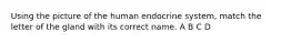 Using the picture of the human endocrine system, match the letter of the gland with its correct name. A B C D