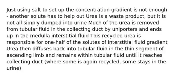 Just using salt to set up the concentration gradient is not enough - another solute has to help out Urea is a waste product, but it is not all simply dumped into urine Much of the urea is removed from tubular fluid in the collecting duct by uniporters and ends up in the medulla interstitial fluid This recycled urea is responsible for one-half of the solutes of interstitial fluid gradient Urea then diffuses back into tubular fluid in the thin segment of ascending limb and remains within tubular fluid until it reaches collecting duct (where some is again recycled, some stays in the urine)