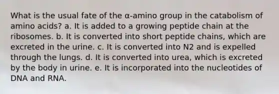 What is the usual fate of the α-amino group in the catabolism of <a href='https://www.questionai.com/knowledge/k9gb720LCl-amino-acids' class='anchor-knowledge'>amino acids</a>? a. It is added to a growing peptide chain at the ribosomes. b. It is converted into short peptide chains, which are excreted in the urine. c. It is converted into N2 and is expelled through the lungs. d. It is converted into urea, which is excreted by the body in urine. e. It is incorporated into the nucleotides of DNA and RNA.