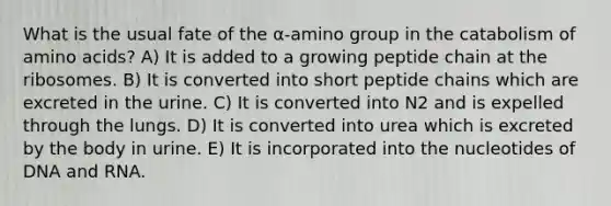 What is the usual fate of the α-amino group in the catabolism of amino acids? A) It is added to a growing peptide chain at the ribosomes. B) It is converted into short peptide chains which are excreted in the urine. C) It is converted into N2 and is expelled through the lungs. D) It is converted into urea which is excreted by the body in urine. E) It is incorporated into the nucleotides of DNA and RNA.